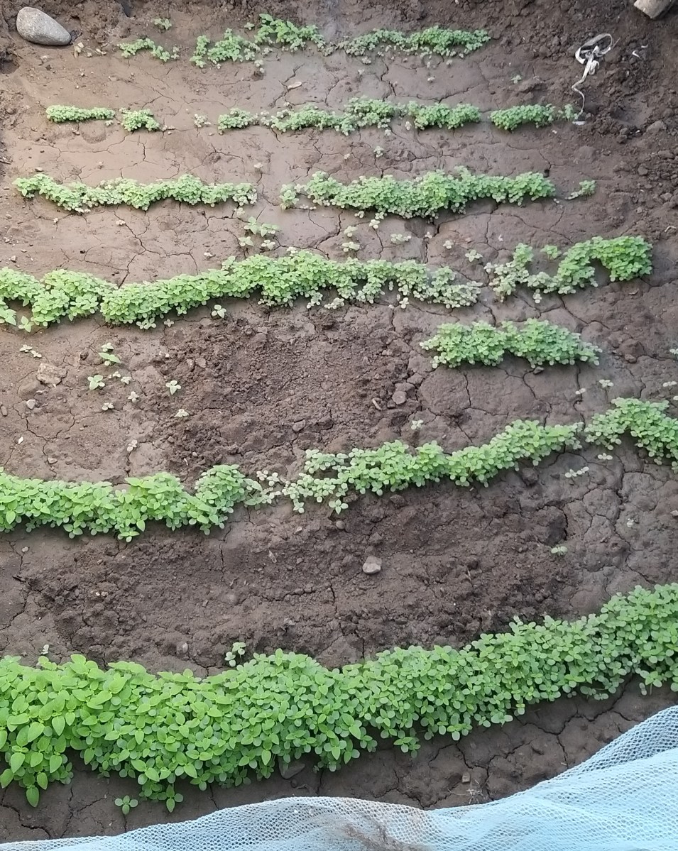 Small planted garden beds