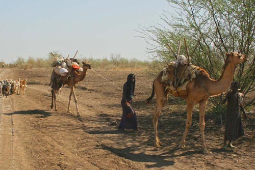 Afar people moving with their livestock
