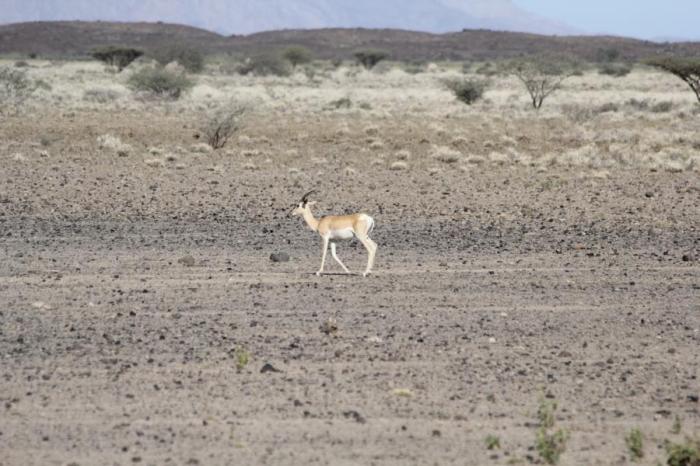 An antelope in the Afar region